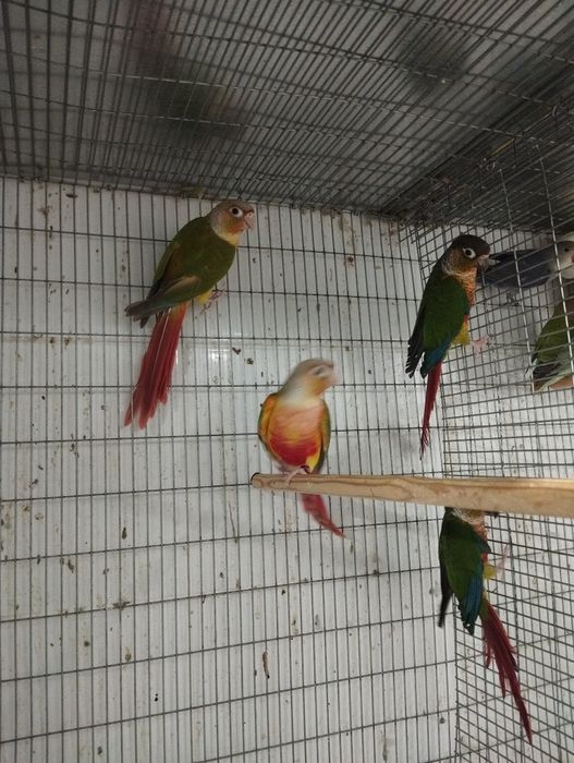 Pyrrhuras machos e fêmeas.