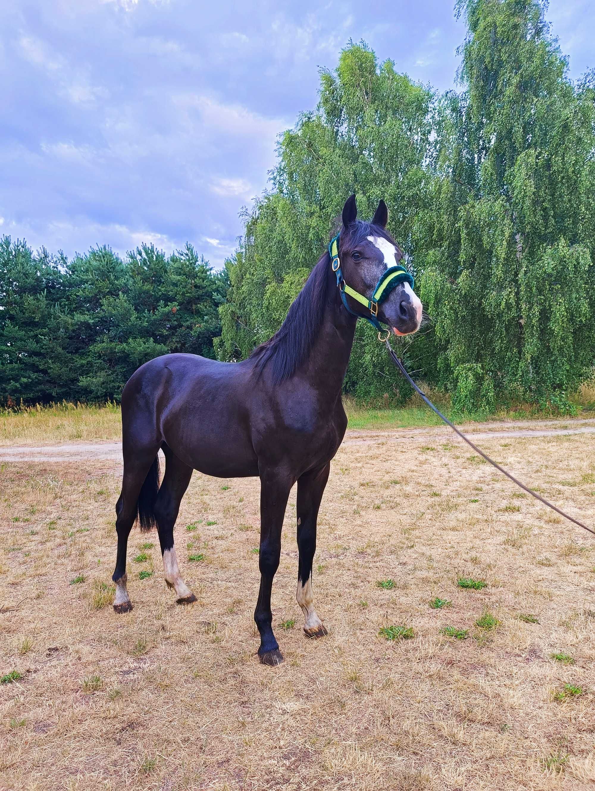 Ogierek Sp 1, 5 roku