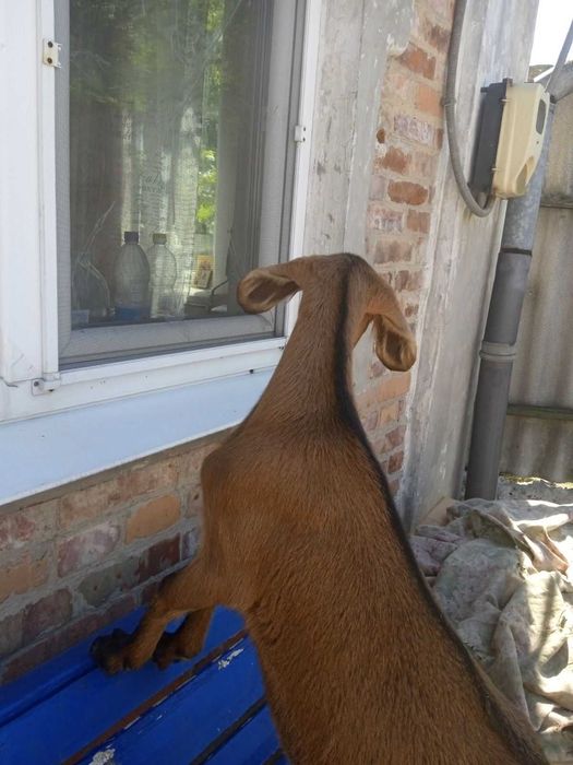 Продам цапа на плем'я англо-нубийської породи