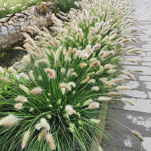 Rozplenica Japońska Hameln, Moudry 100szt wysyłka w cenie