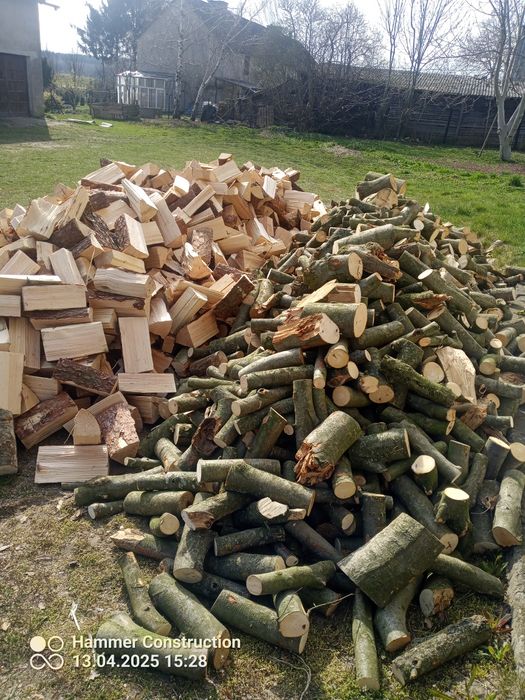 Buk łupany Buk gałęziówka