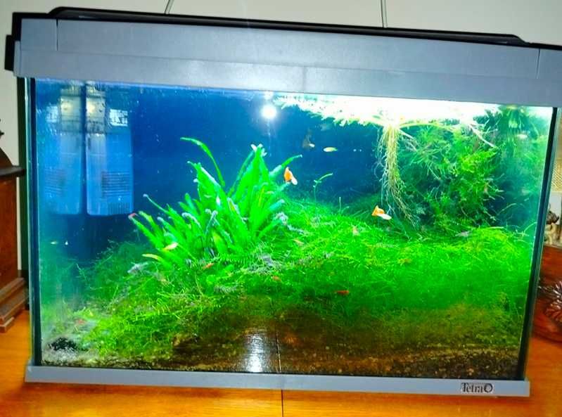 Zestaw akwariowy Tetra AquaArt  - 60 l z życiem