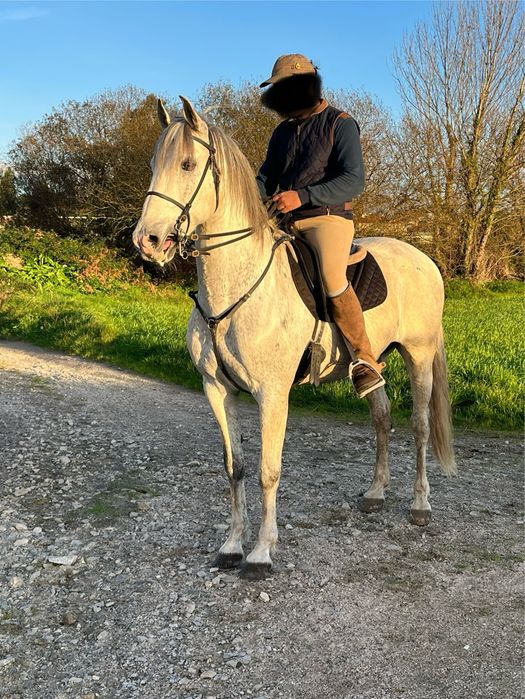 Vendo cavalo lusitano
