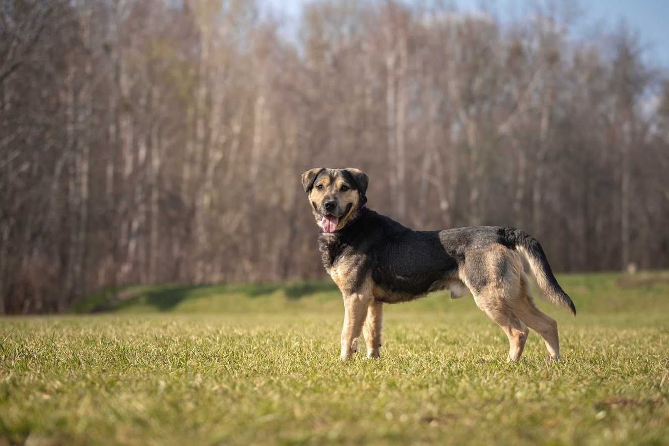 Pies Nr 62108 DENZEL Schronisko PsiKot Chorzów
