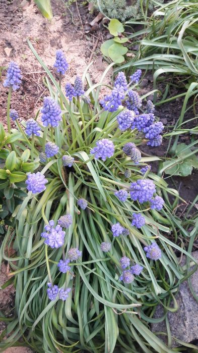 Мускари неприхотливые