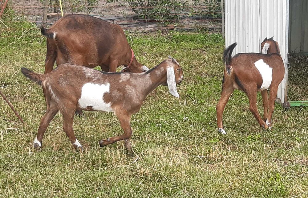 Kozioł Anglonubijski Rodowod NOG