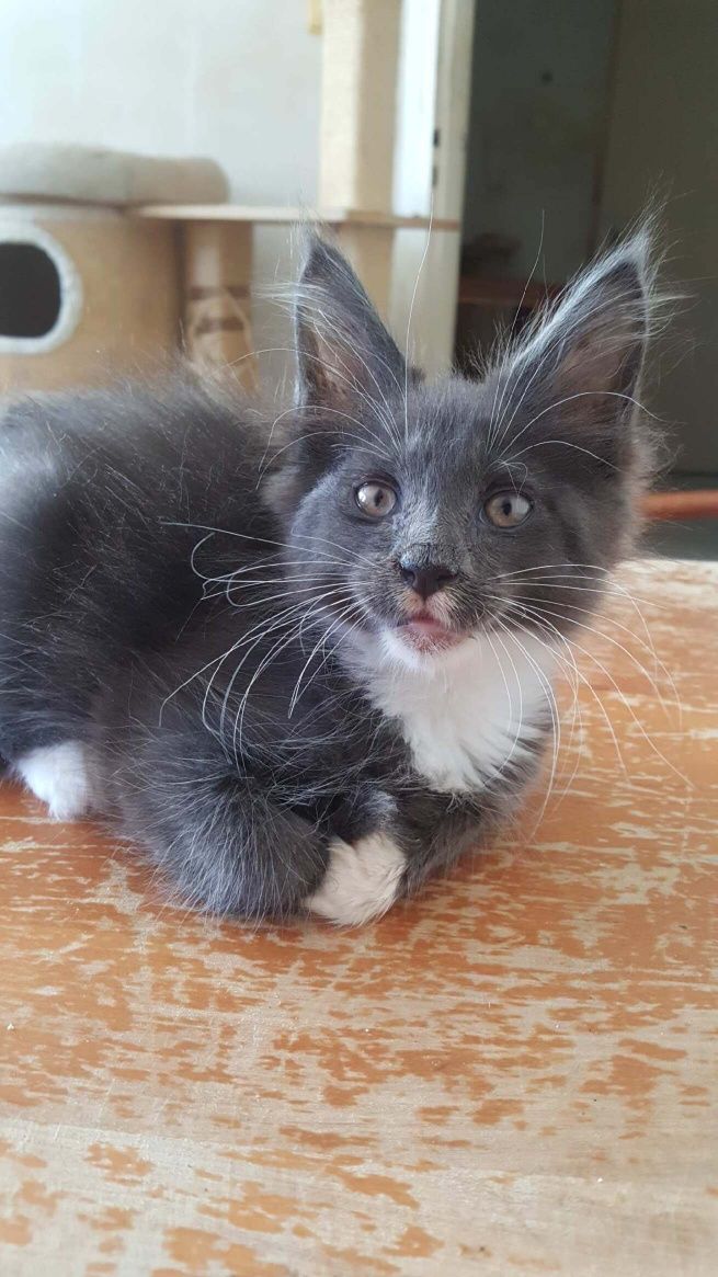 Kocurek Maine Coon