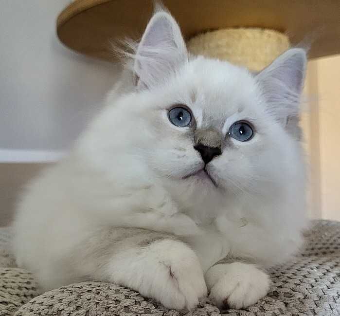 Kocięta Ragdoll  z rodowodem WCF