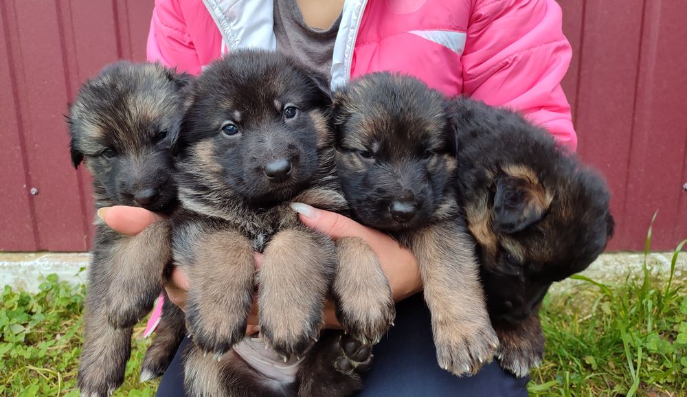 цуценята німецької вівчарки