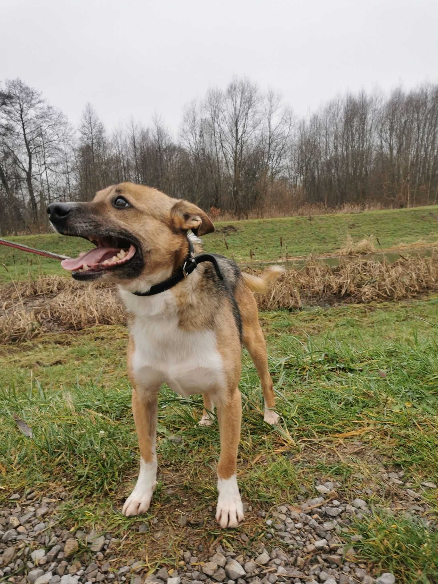 Kubuś czeka na dom...