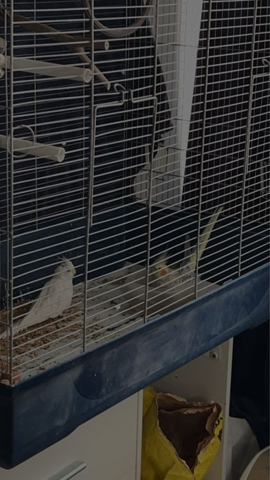 sprzedam parkę nimf