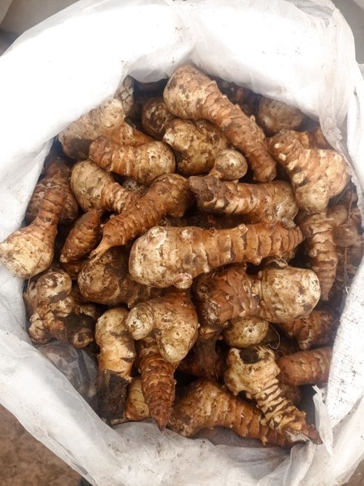 Топинамбур земляна груша на посадку і для їжі сорт київський білий