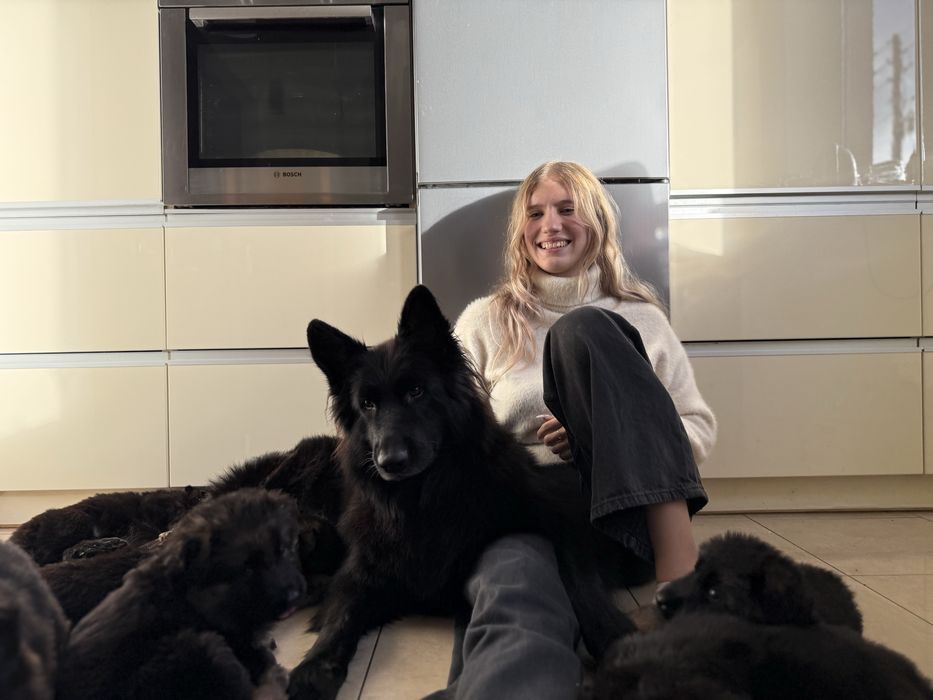 Owczarek Niemiecki Długowłosy - szczenię umaszczenie CZARNE