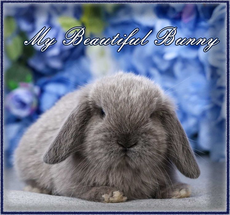 Młody Piękny Króliczek 100% mini Lop - Lilac