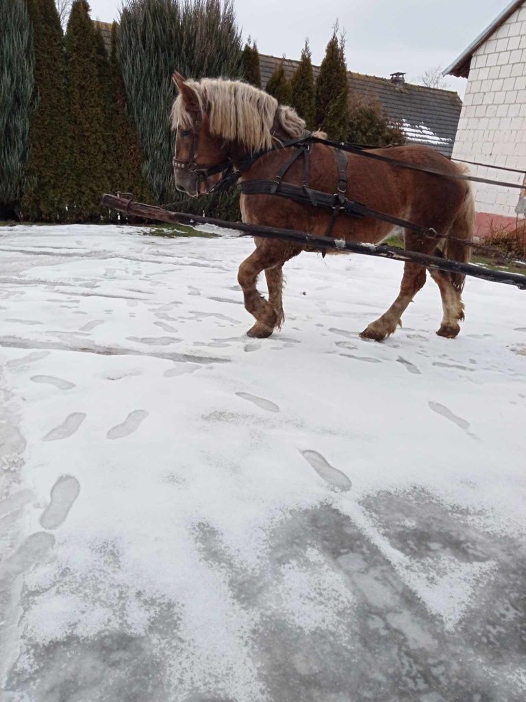 Klacz zimnokrwista 2 lata .
