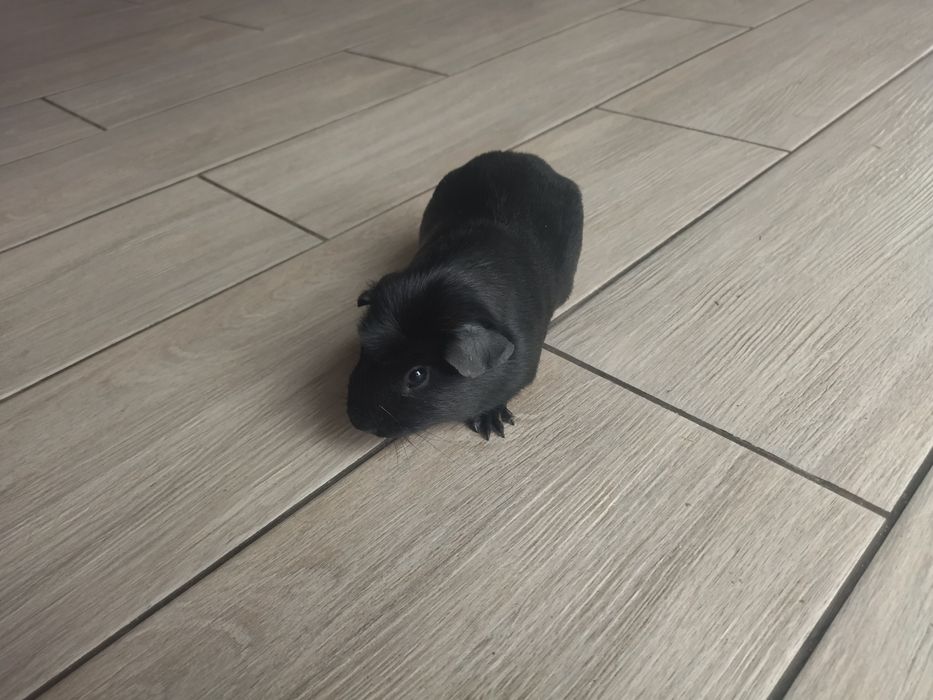 Довгошерстна морська свинка Коронет з розплідника з родоводом