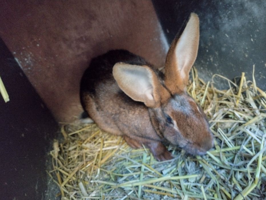Zajęczak mahoniowy samica zakocona