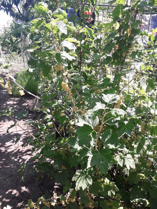 Продам разные саженцы