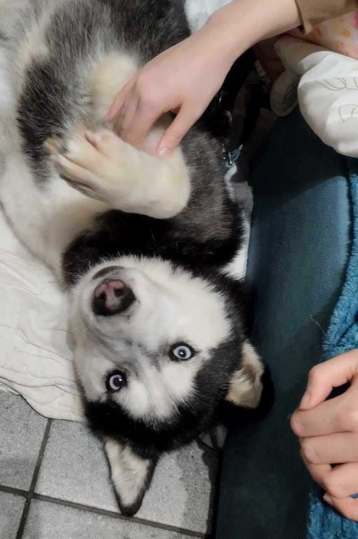 Piękna, młoda, aktywna Husky Inaretta szuka równie aktywnego  opiekuna