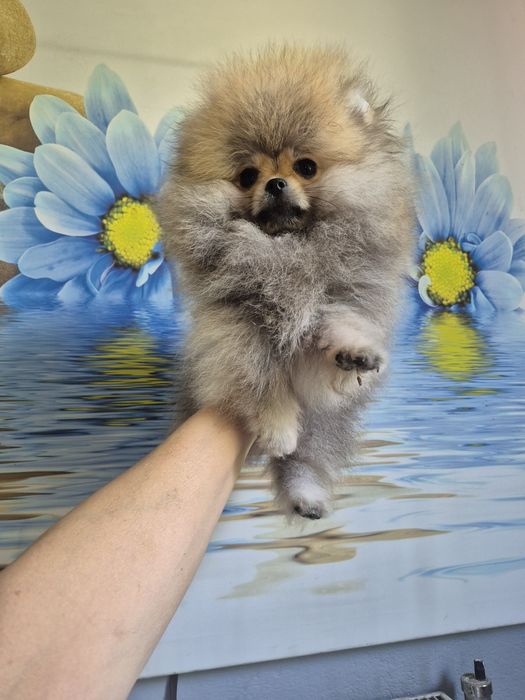 Pomeranian mini. Piesek