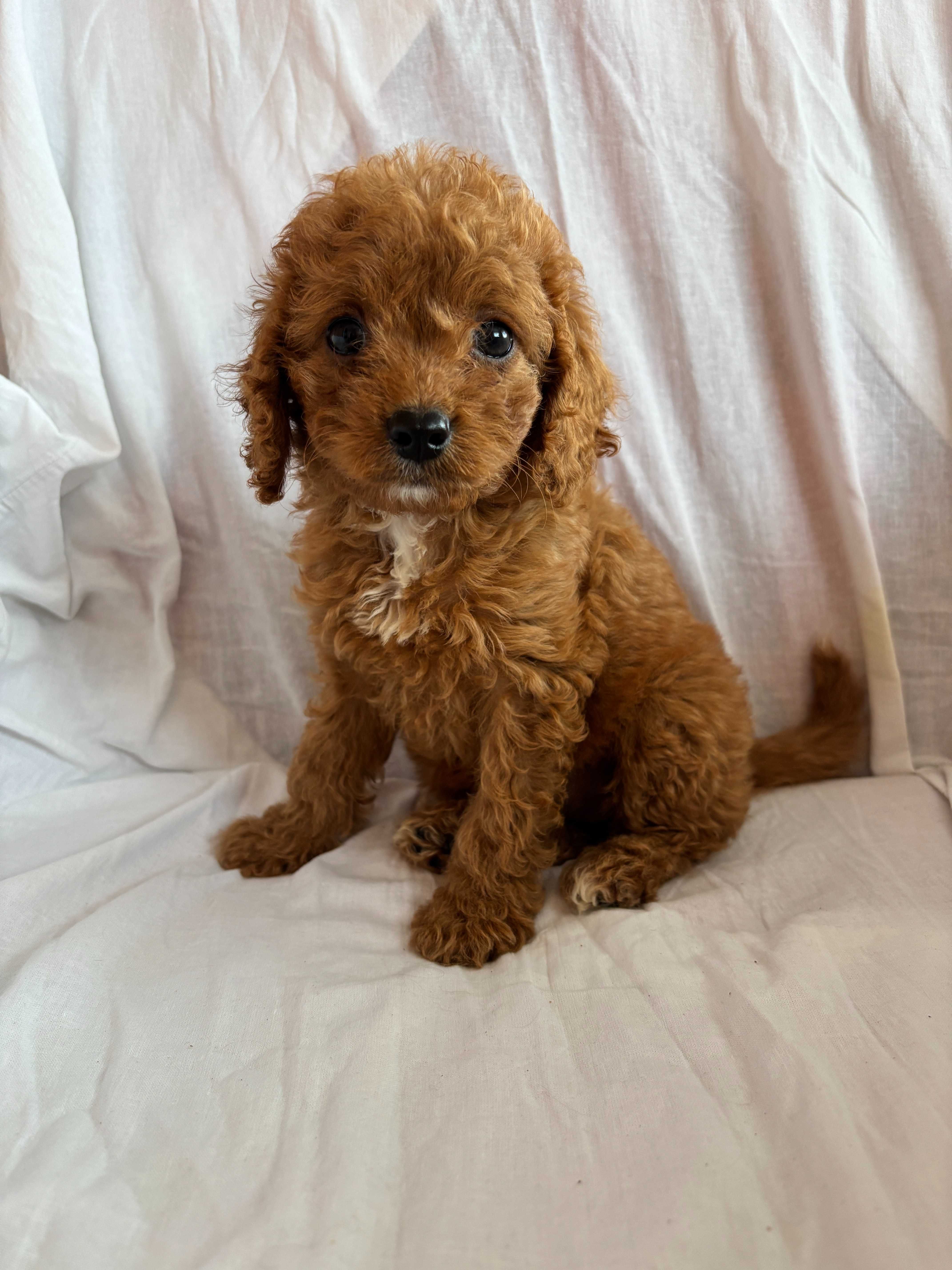 Suczka rasy Cavapoo