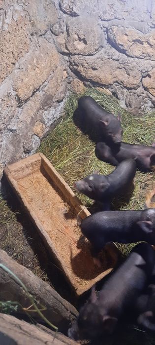 В'єтнамські поросята