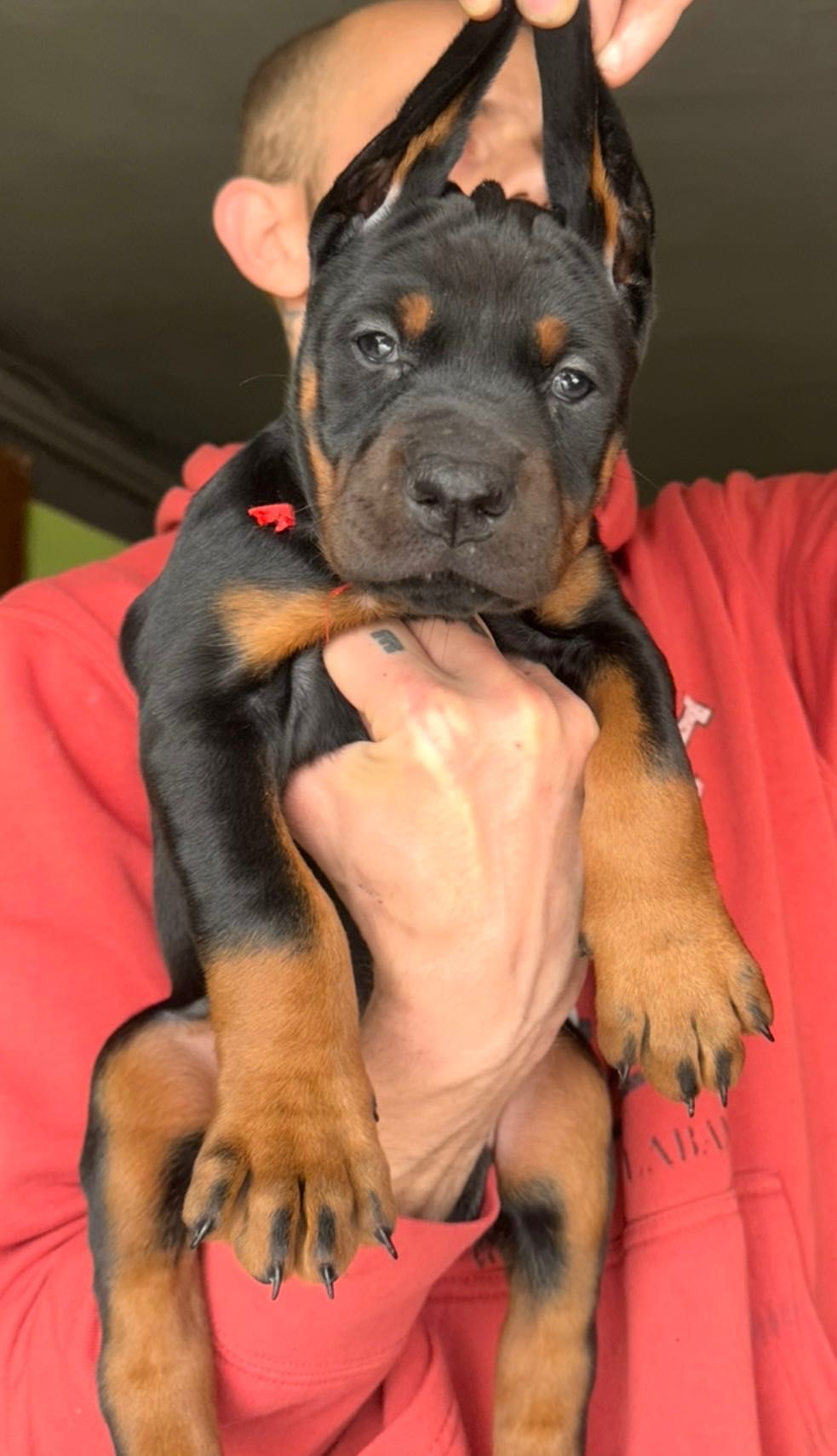 Doberman szczeniak do rezerwacji
