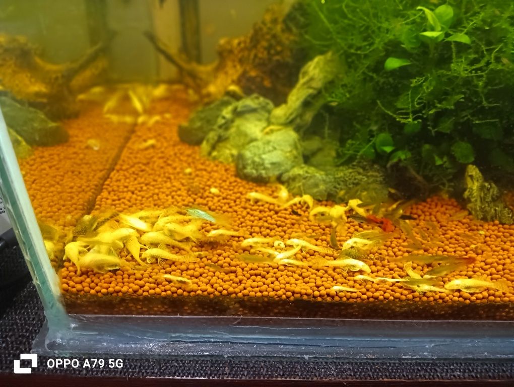 Ancistrus albinos