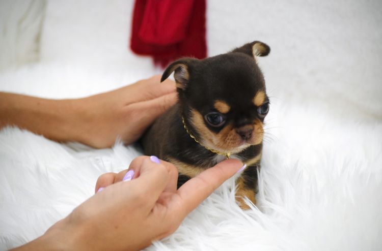 Cudna  Mini Chocolate Tan suczka  Chihuahua