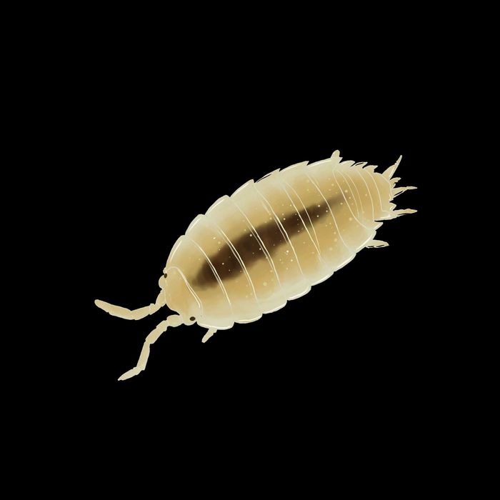 Trichorhina tomentosa