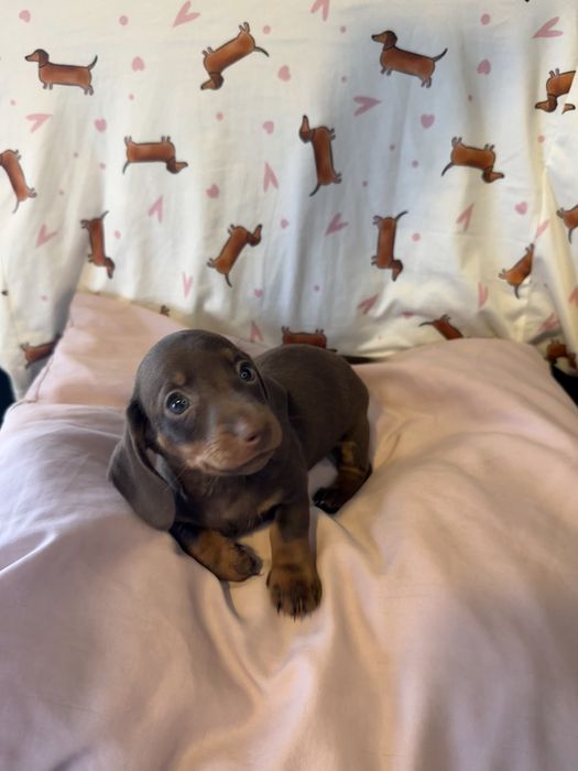 Teckel Kaninchen LINDO