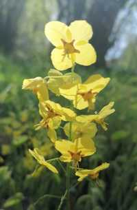 Epimedium żółte, duża sadzonka