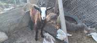 Продам трёхмесечную козу черного окраса с белым пятном на морде