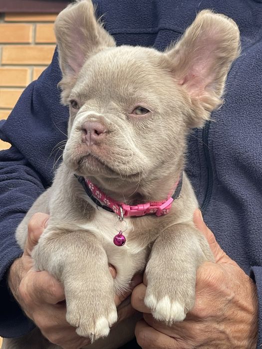 Флаффи Ньюшейд Изабелла француженка