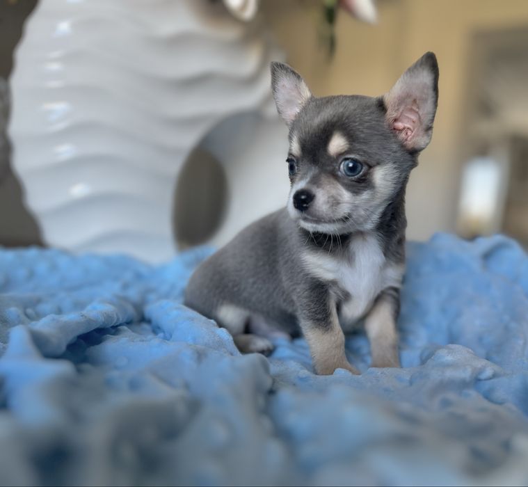 Chihuahua krótkowłosa