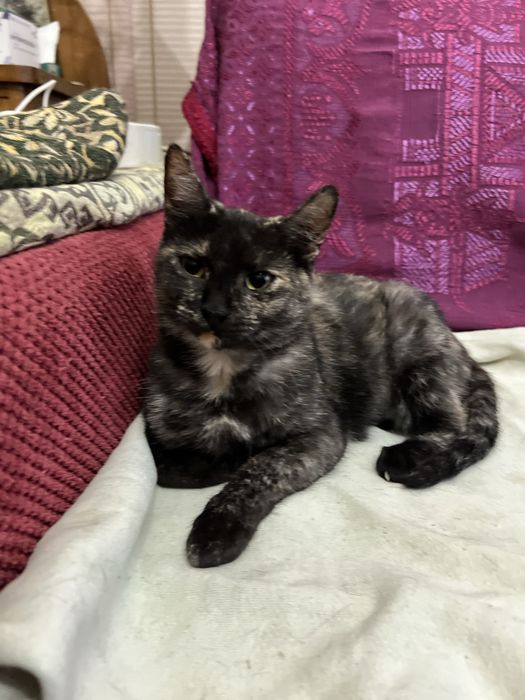 Киця компаньон. Дуже ласкава