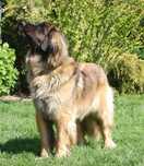 Leonberger ZKwP, FCI, zapowiedź miotu