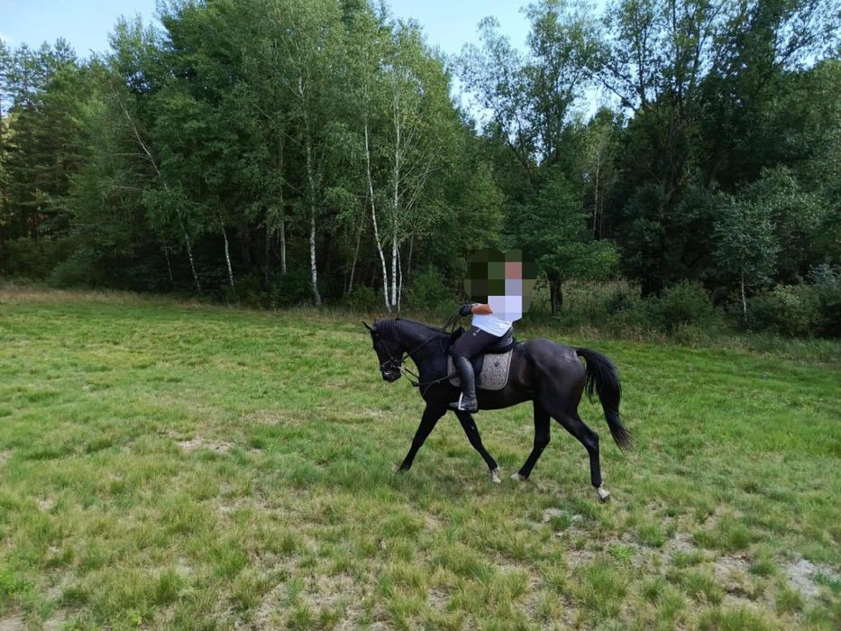 Sprzedam ogiera małopolskiego