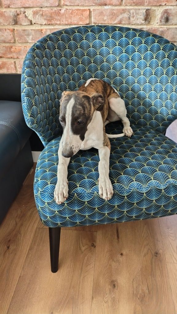 Chart angielski whippet FCI
