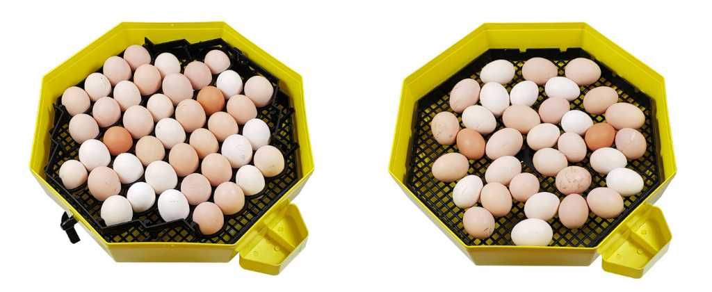 Inkubator, wylęgarka klujnik CLEO 5 41-60 jaj PÓŁAUTOMAT+GRATIS