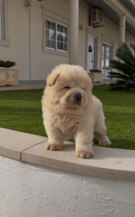 Chow chow macho..