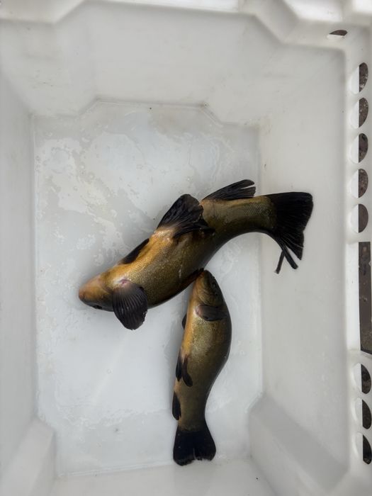 Karp,amur, lin , tołpyga , szczupak, sum , karaś , jesiotr