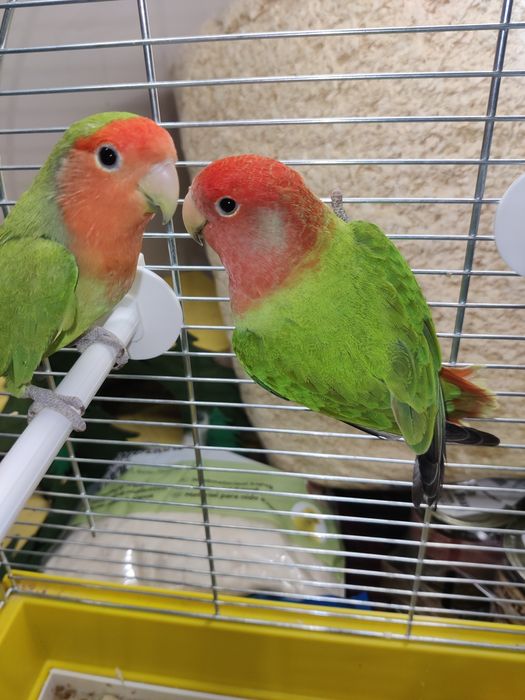 Papugi nierozłączki czerwonoczelna