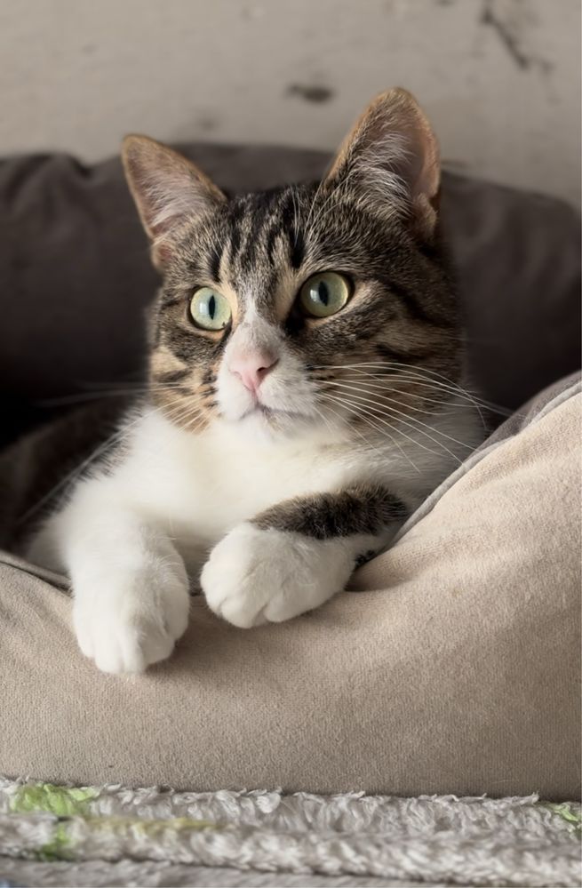 Котик в добрі руки