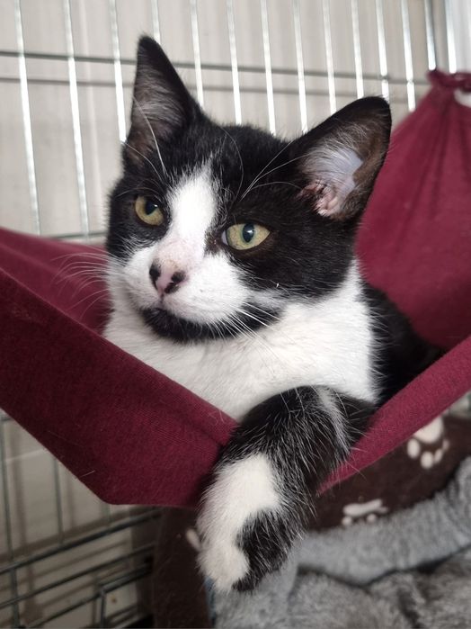 Cudny kocurek Piotruś szuka domu