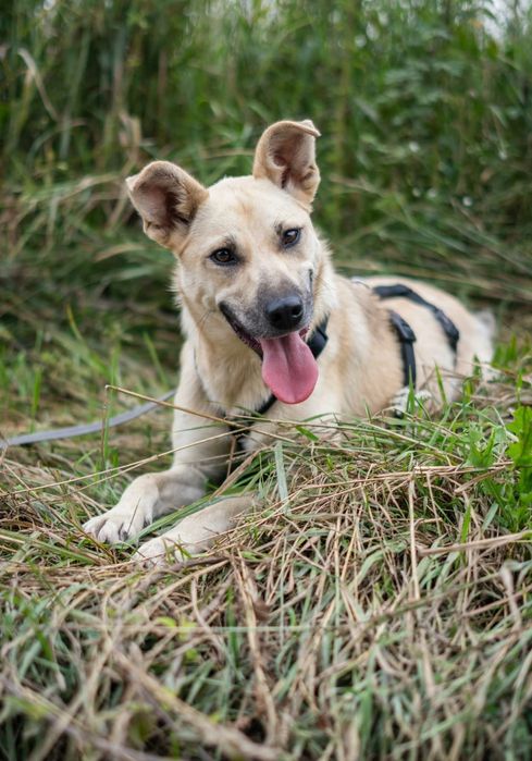 Luna młoda, energiczna, wesoła Szuka domu Schronisko Nadzieja Napierki