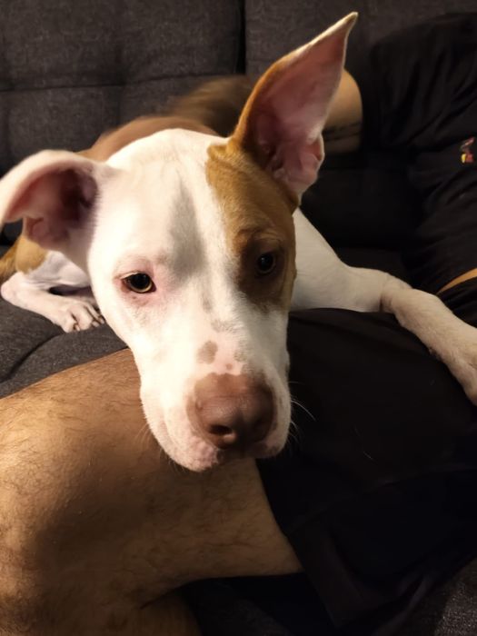 Para adoção urgente