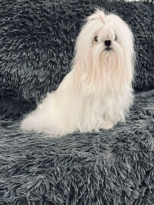 Самые красивые мальтезе у нас(Корея FCI)