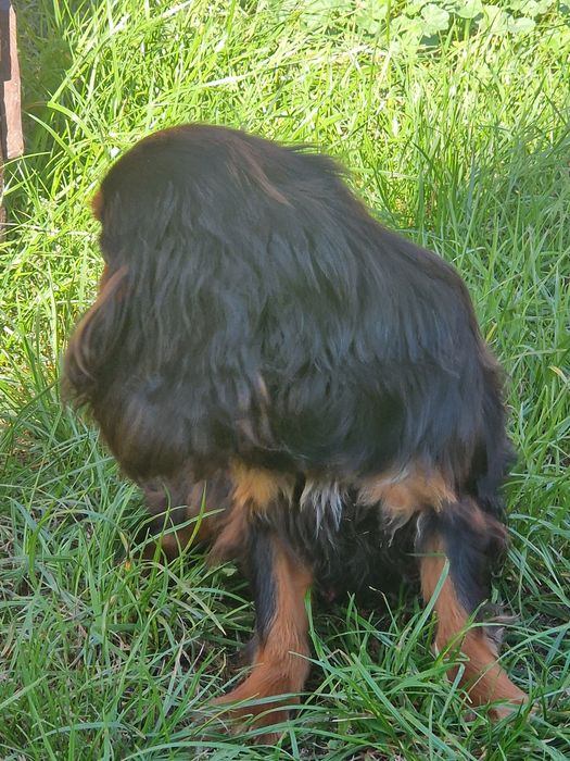 Sprzedam pieska Cavalier King  Charles