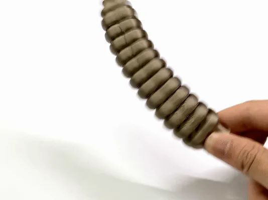 Chocalho Autêntico de Cascavel